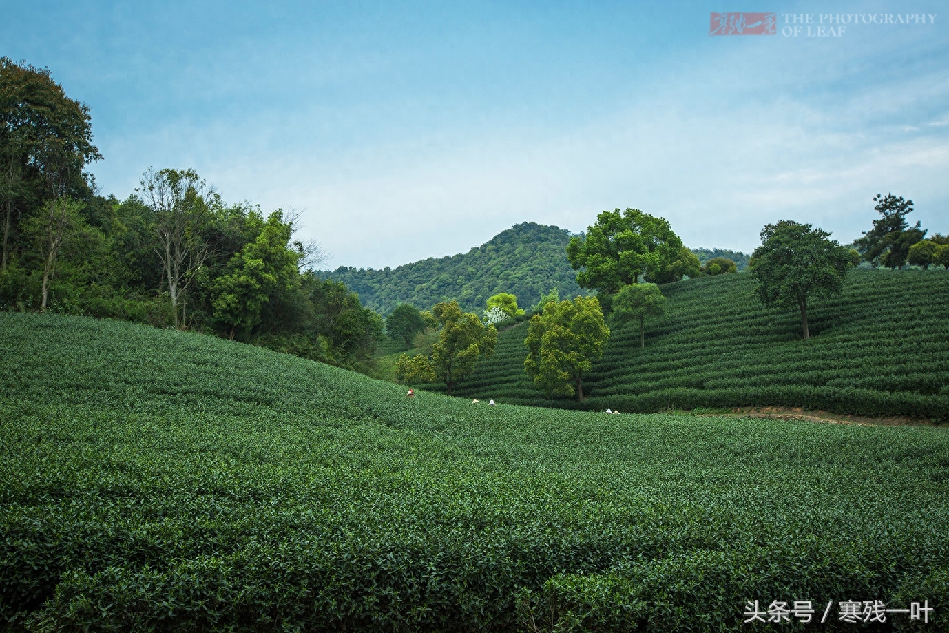 这才是真正的西湖龙井，景区买的是龙井茶，价格相差很多别被骗了